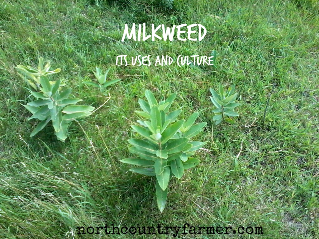 Plant Profile~ Milkweed