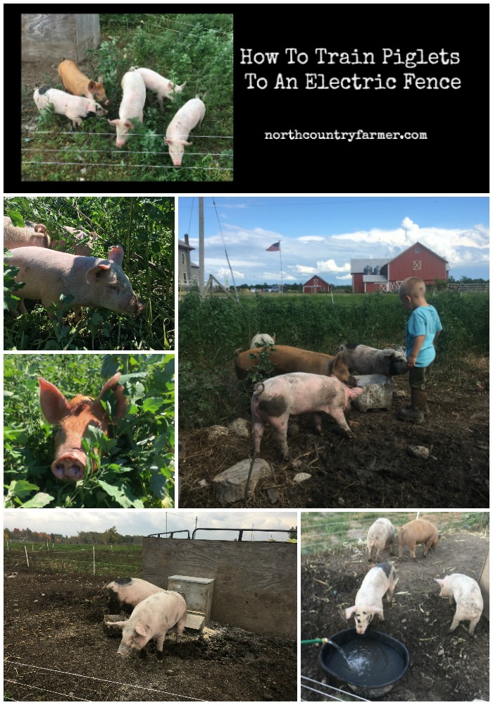 How To Train Piglets To Electric Fence