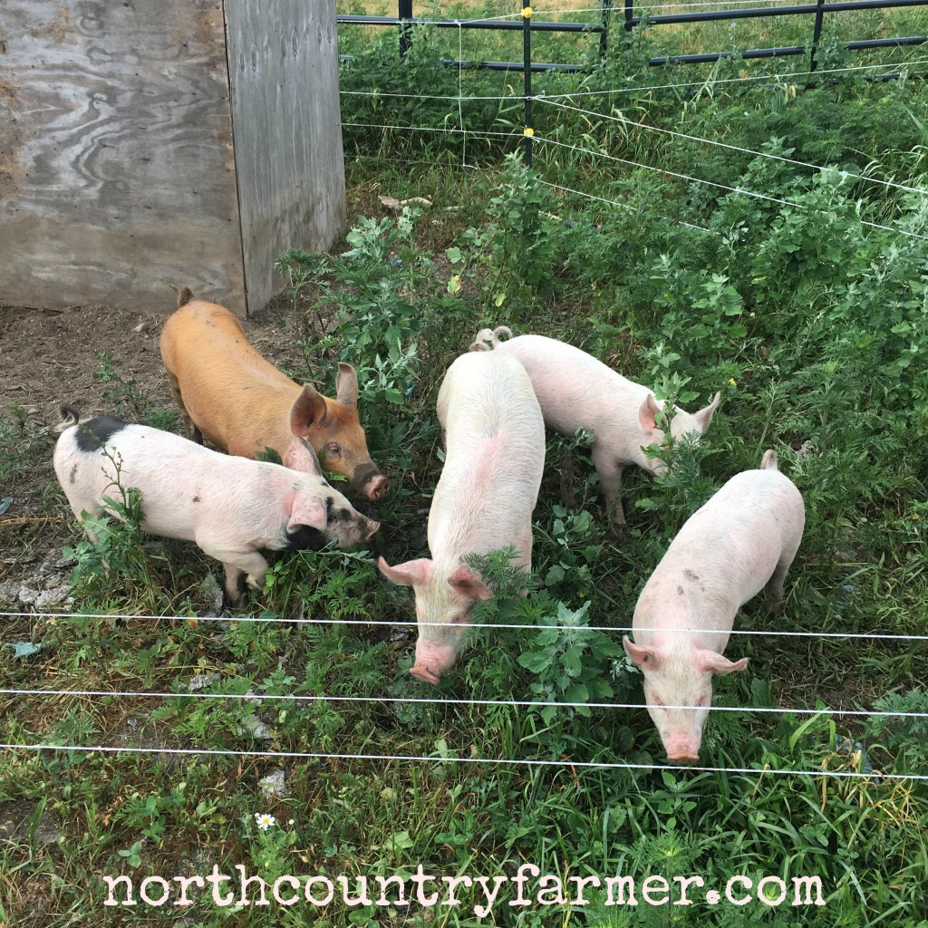 Train Piglets To Electric Fence