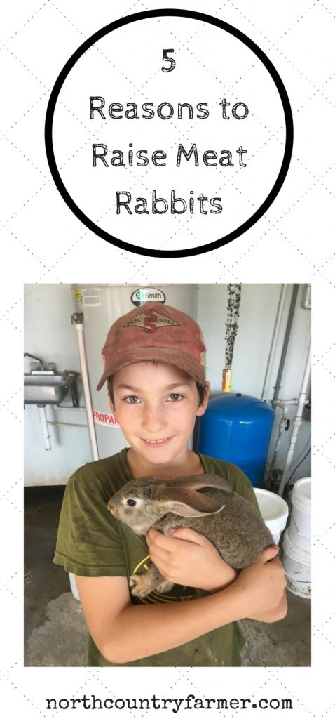 5 Reasons To Raise Meat Rabbits
