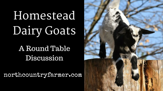 Homestead Dairy Goats