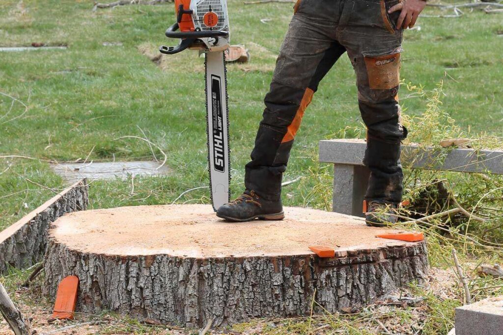 Tree Removal Sydney Services
