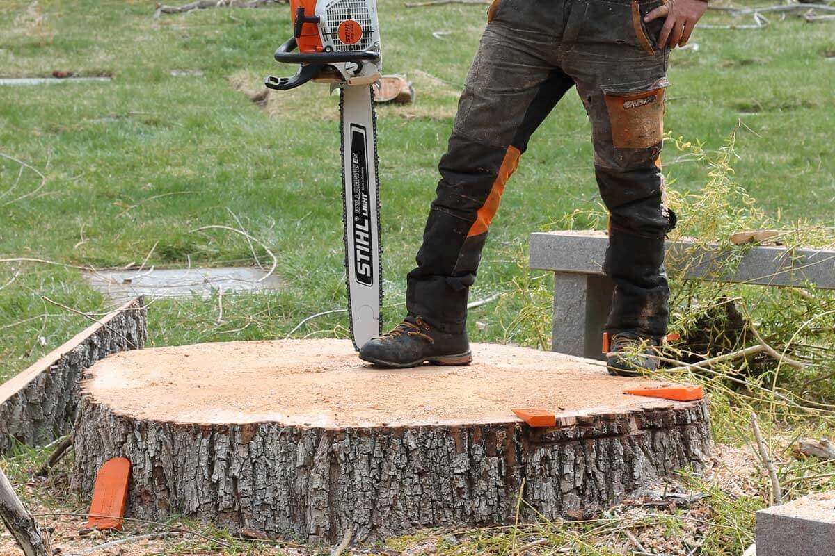 Tree Removal Sydney Services
