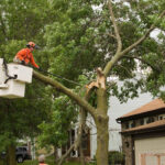 What makes Sydney tree lopping vital for property upkeep