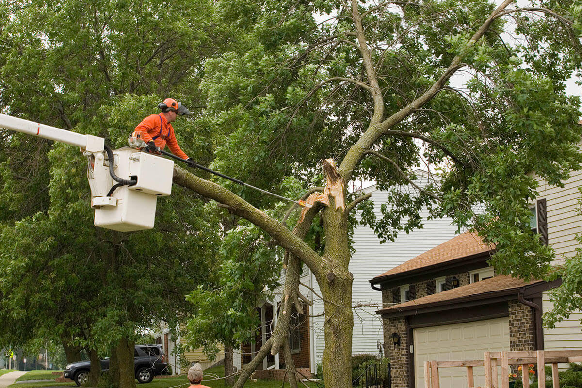 Sydney tree lopping