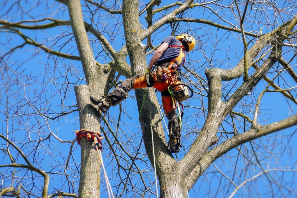 Sydney tree lopping