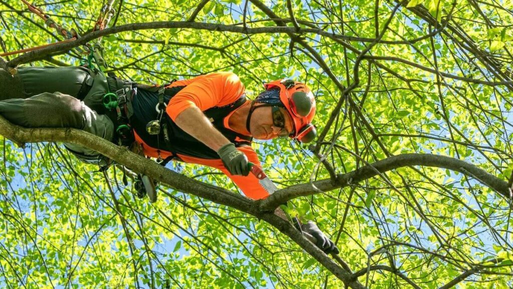 Sydney tree lopping