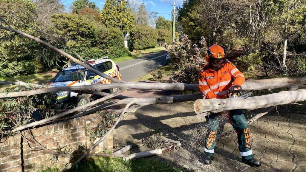 Sydney tree lopping