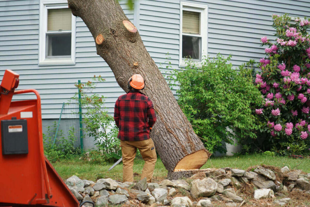 Tree Removal Sydney Services