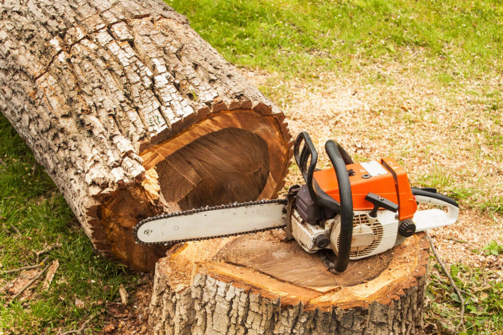 Tree Removal Sydney Services