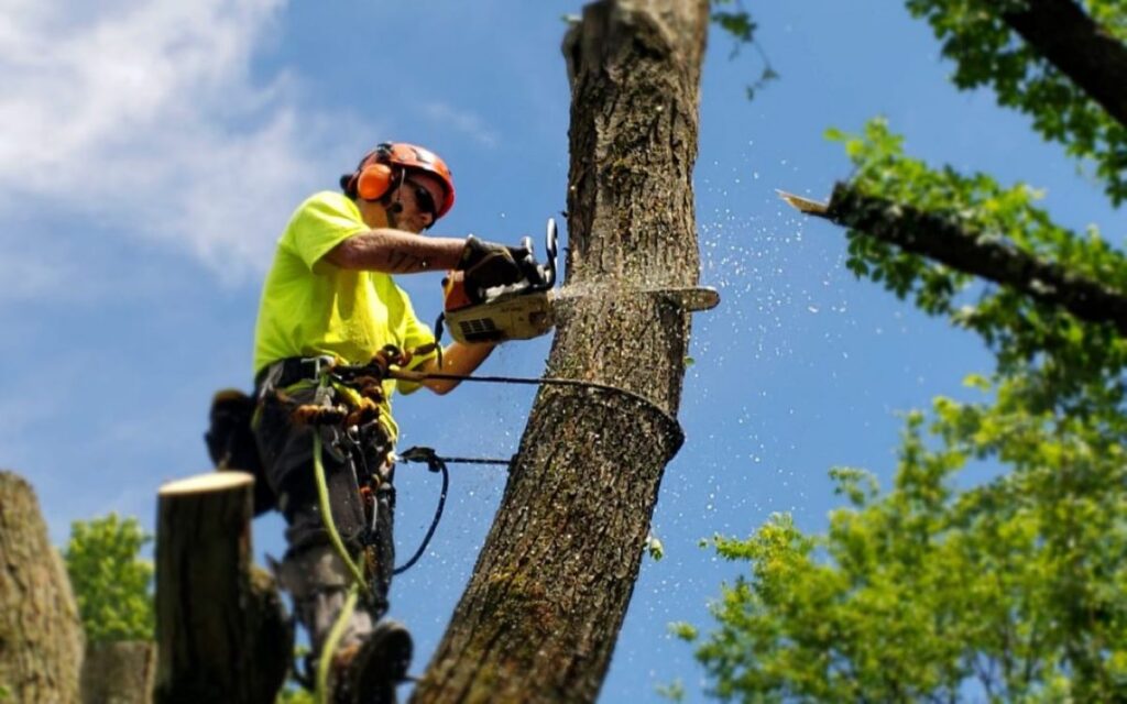 Tree Removal Blue Mountains