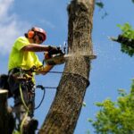 Tree Removal Blue Mountains: Managing Large Trees on Sloped Land