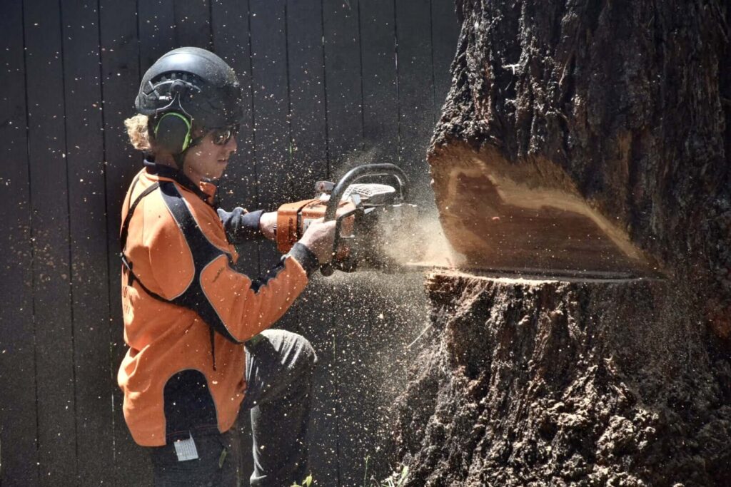 Why Tree Services North Shore Are in High Demand This Season