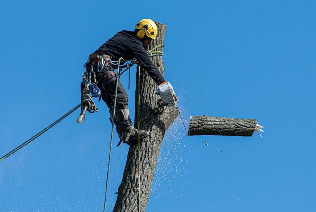 Tree Removal Blue Mountains