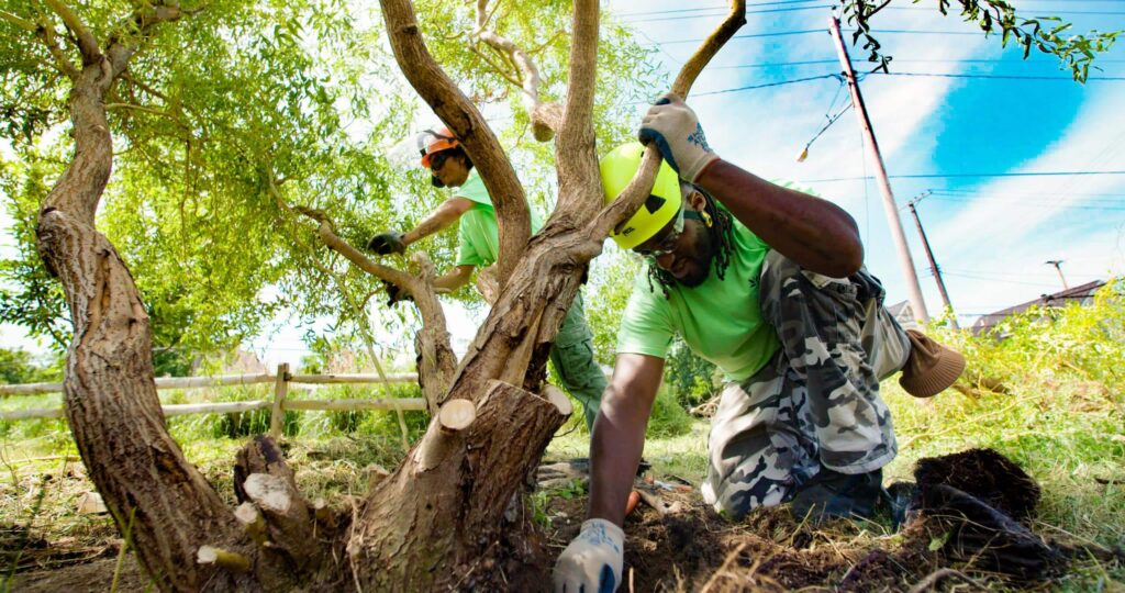 Why Tree Services North Shore Are in High Demand This Season