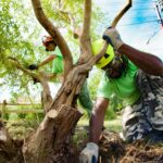 Why Tree Services North Shore Are in High Demand This Season