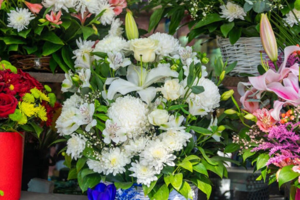 Flowers Cremorne