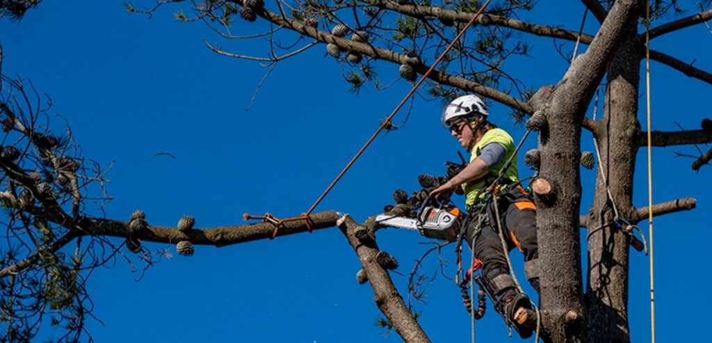 Why Tree Services North Shore Are in High Demand This Season