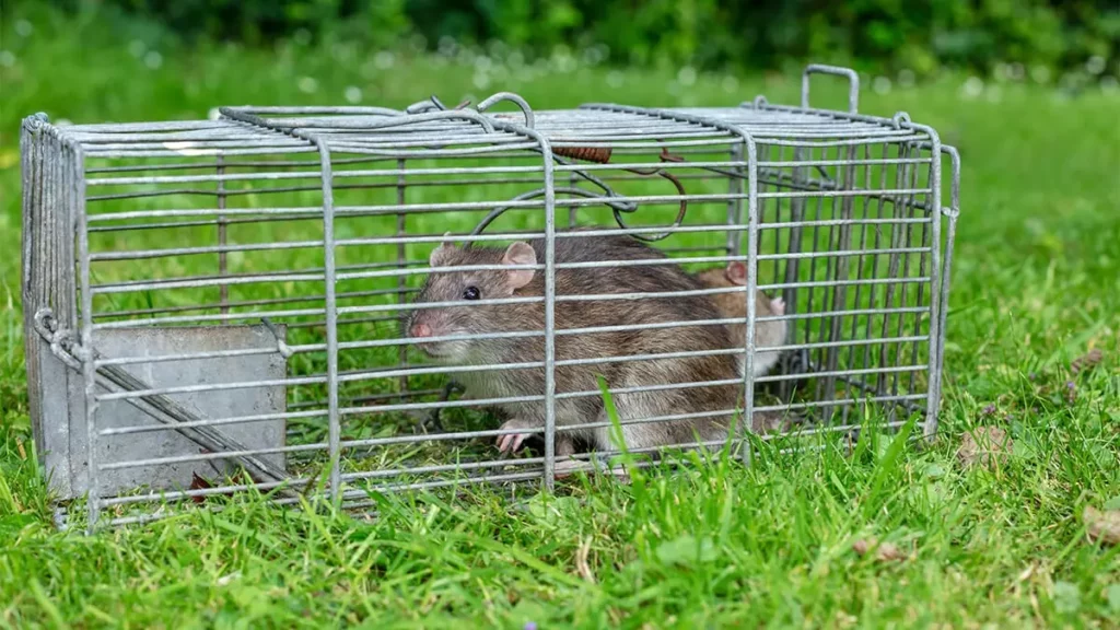 Rat Pest Control Sydney: Are Natural Repellents as Effective as Traps?