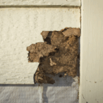 Termite Inspections Sydney: How Long Does a Full Inspection Take?
