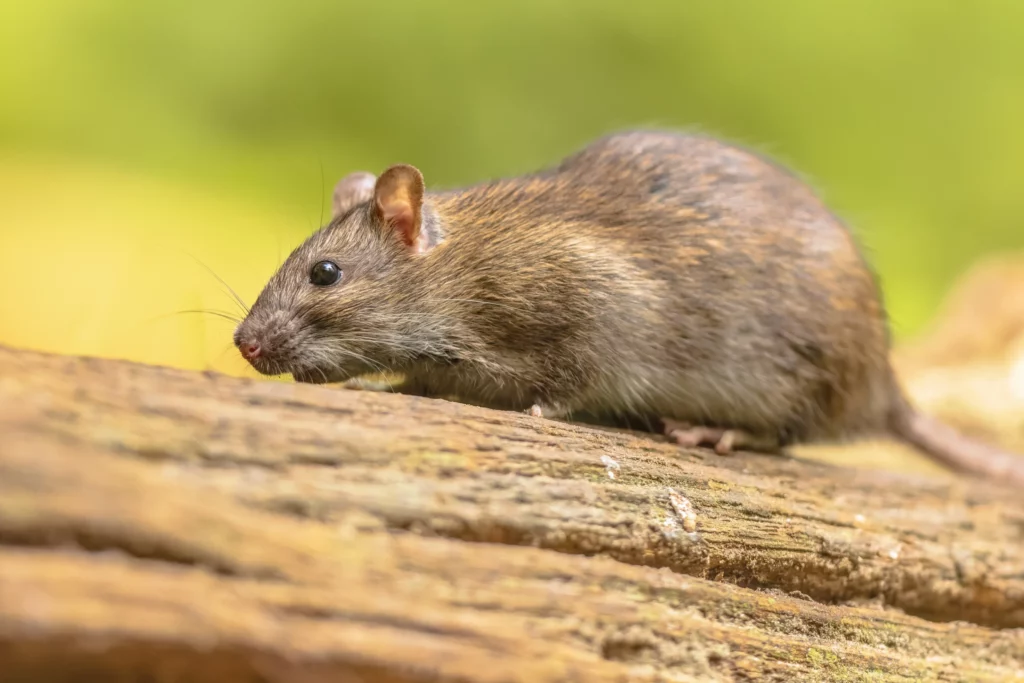 Rat Pest Control Sydney: Are Natural Repellents as Effective as Traps?