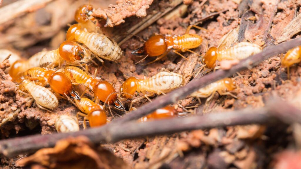 Termite Inspections Sydney: How Long Does a Full Inspection Take?