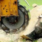 The Complete Guide to Tree Lopping Services in Australia