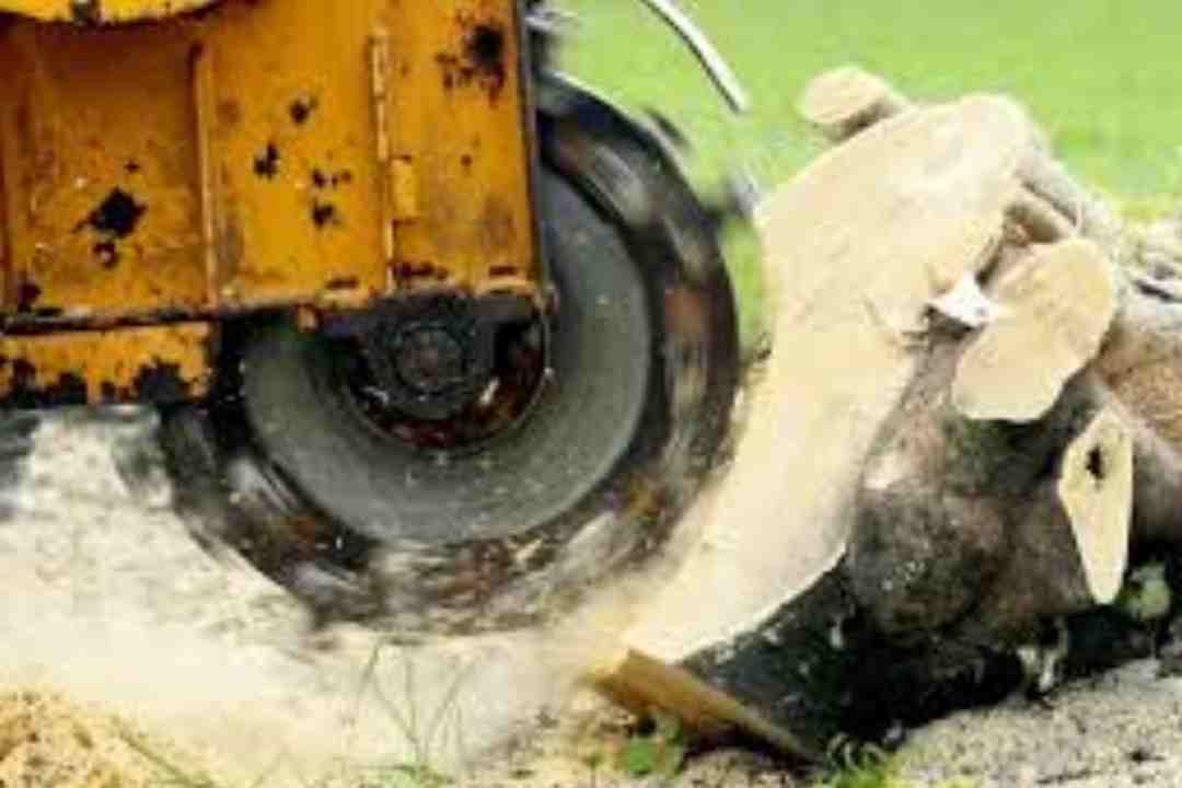 The Complete Guide to Tree Lopping Services in Australia