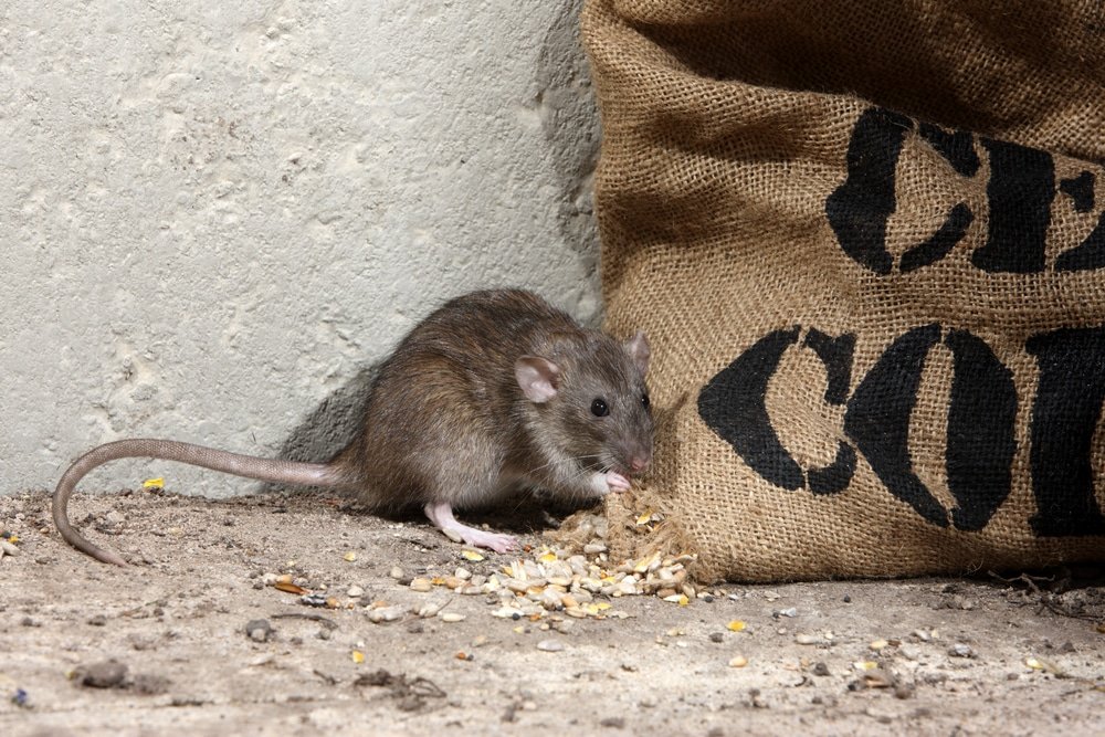 Mouse Removal Sydney
