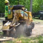 Tree Pruning Sydney vs. DIY Trimming: Protect Your Landscape