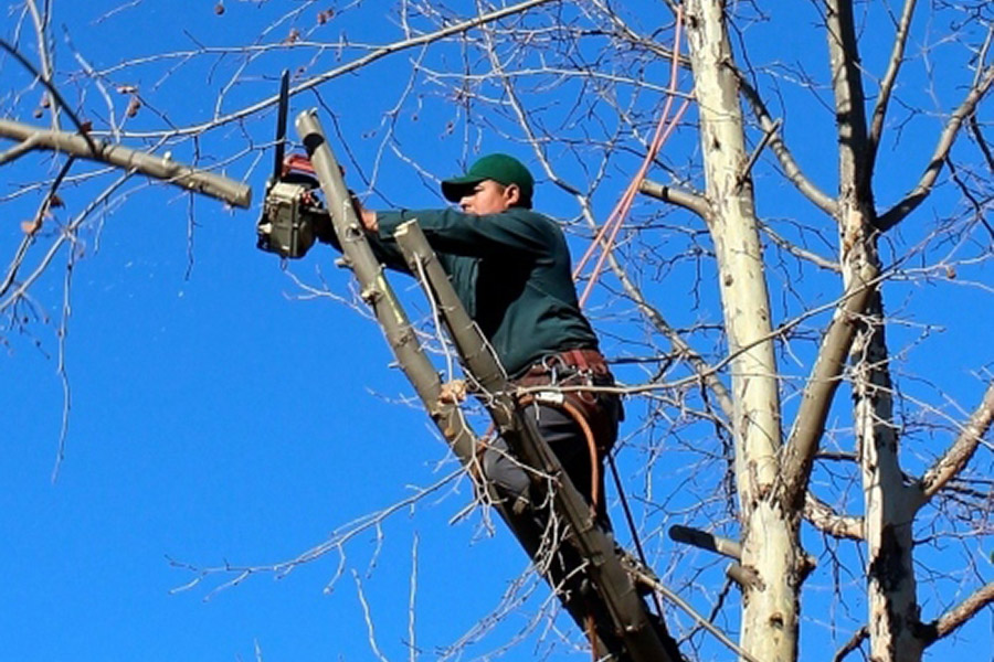 Where Can I Find Firewood Near Me in Sydney with Fast Delivery?