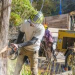 Tree Removal Company Vs DIY: Which Option Is Safer And Faster