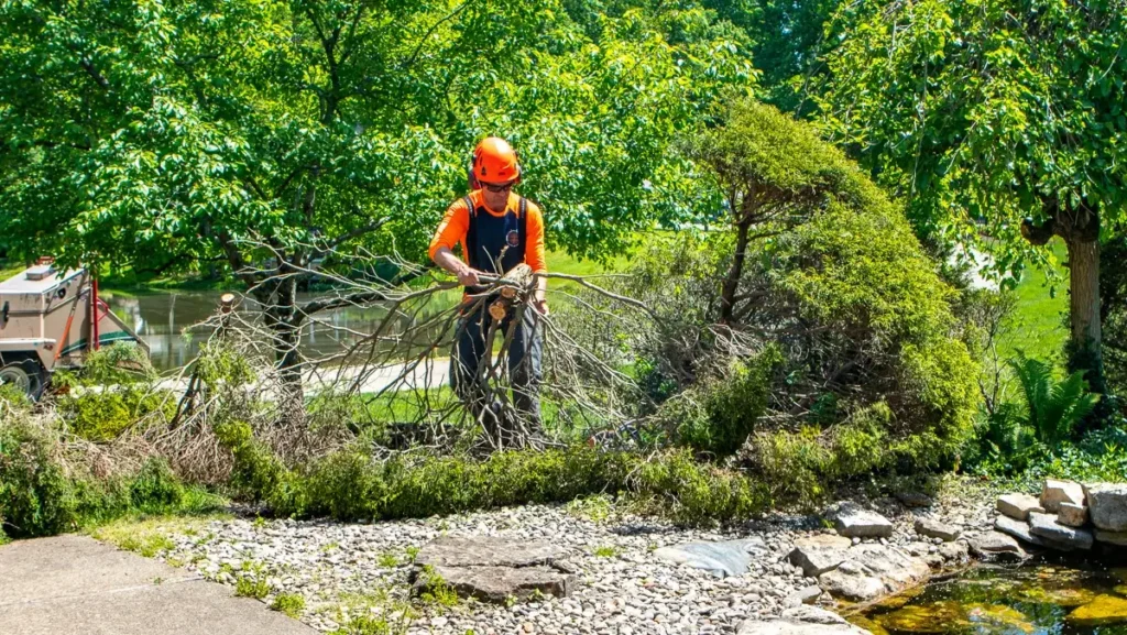 Tree Removals For Storm Damage