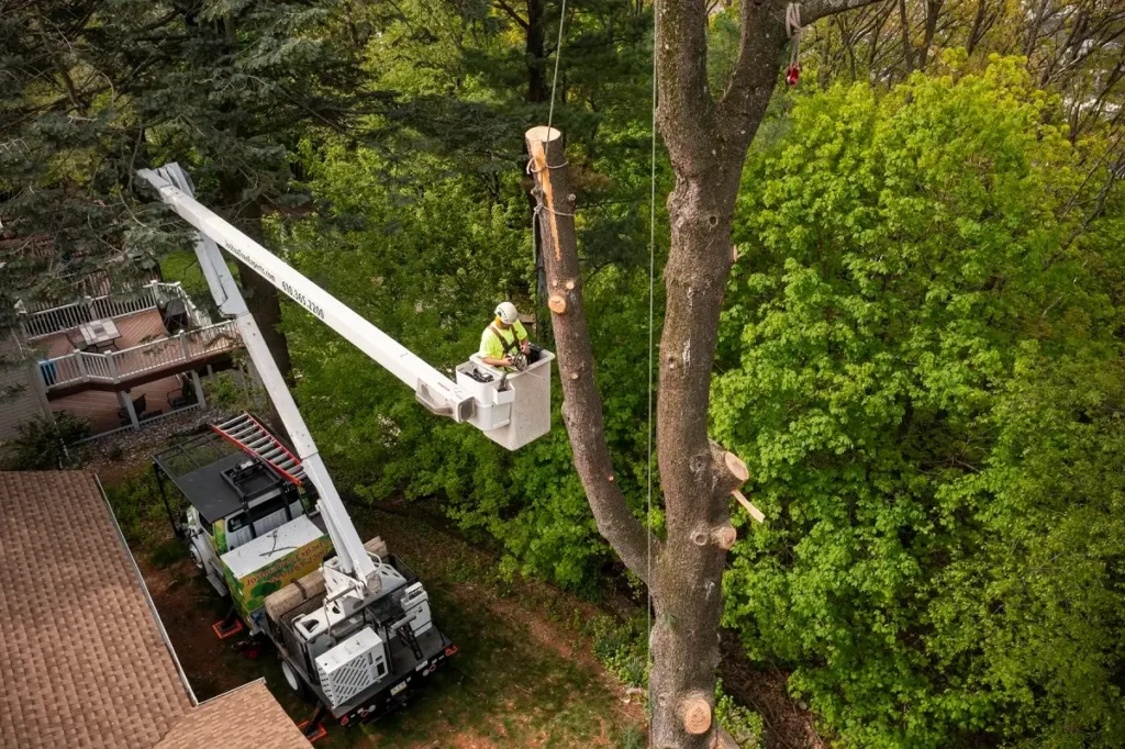 Tree Removal Company