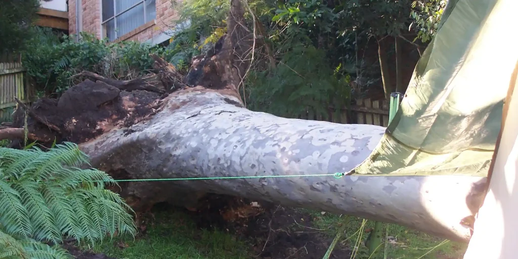 Tree Removals For Storm Damage