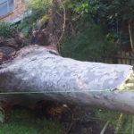 Tree Removals For Storm Damage: What Homeowners Should Know