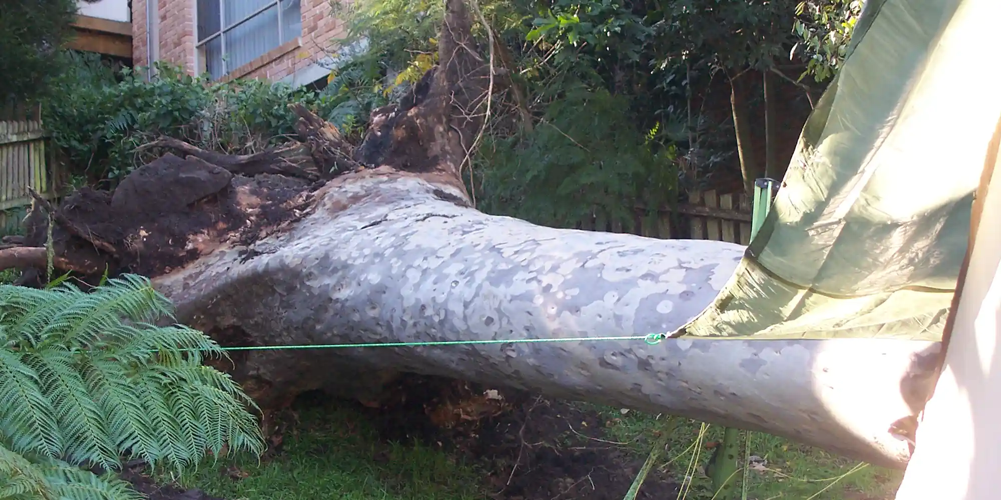 Tree Removals For Storm Damage