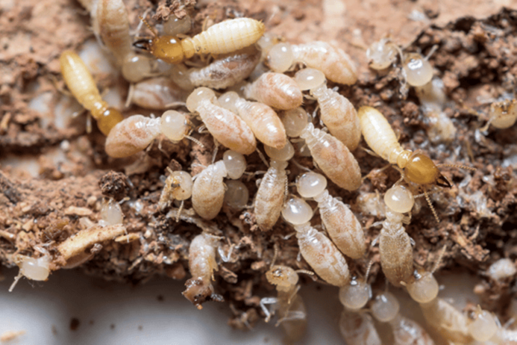 Pest Control Termite Treatment
