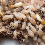 Pest Control Termite Treatment: How Long Does It Really Last?