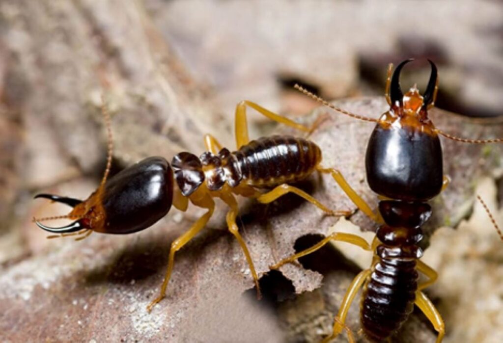 Pest Control Termite Treatment