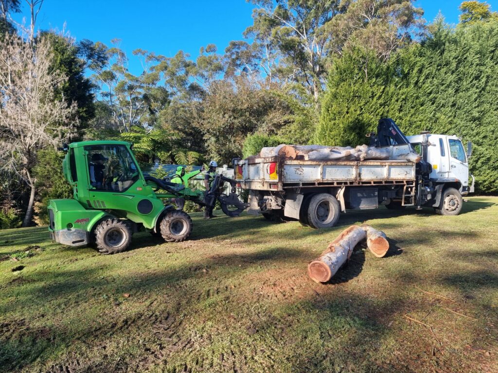 Tree Removal Hills District: A Local Guide from Castle Hill to Dural