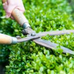 Signs Your Garden Needs Professional Hedge Trimming Before Summer