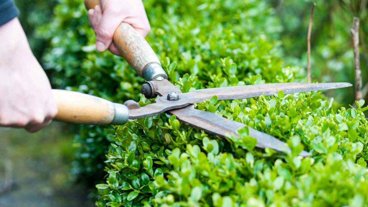 professional hedge trimming