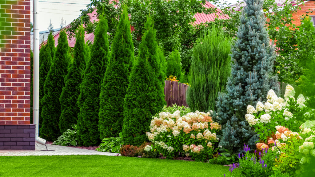 professional hedge trimming