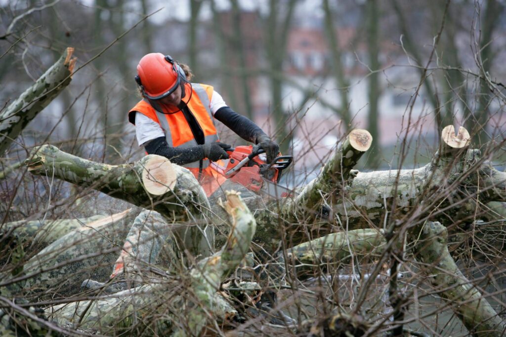 Tree Removal Hills District: A Local Guide from Castle Hill to Dural