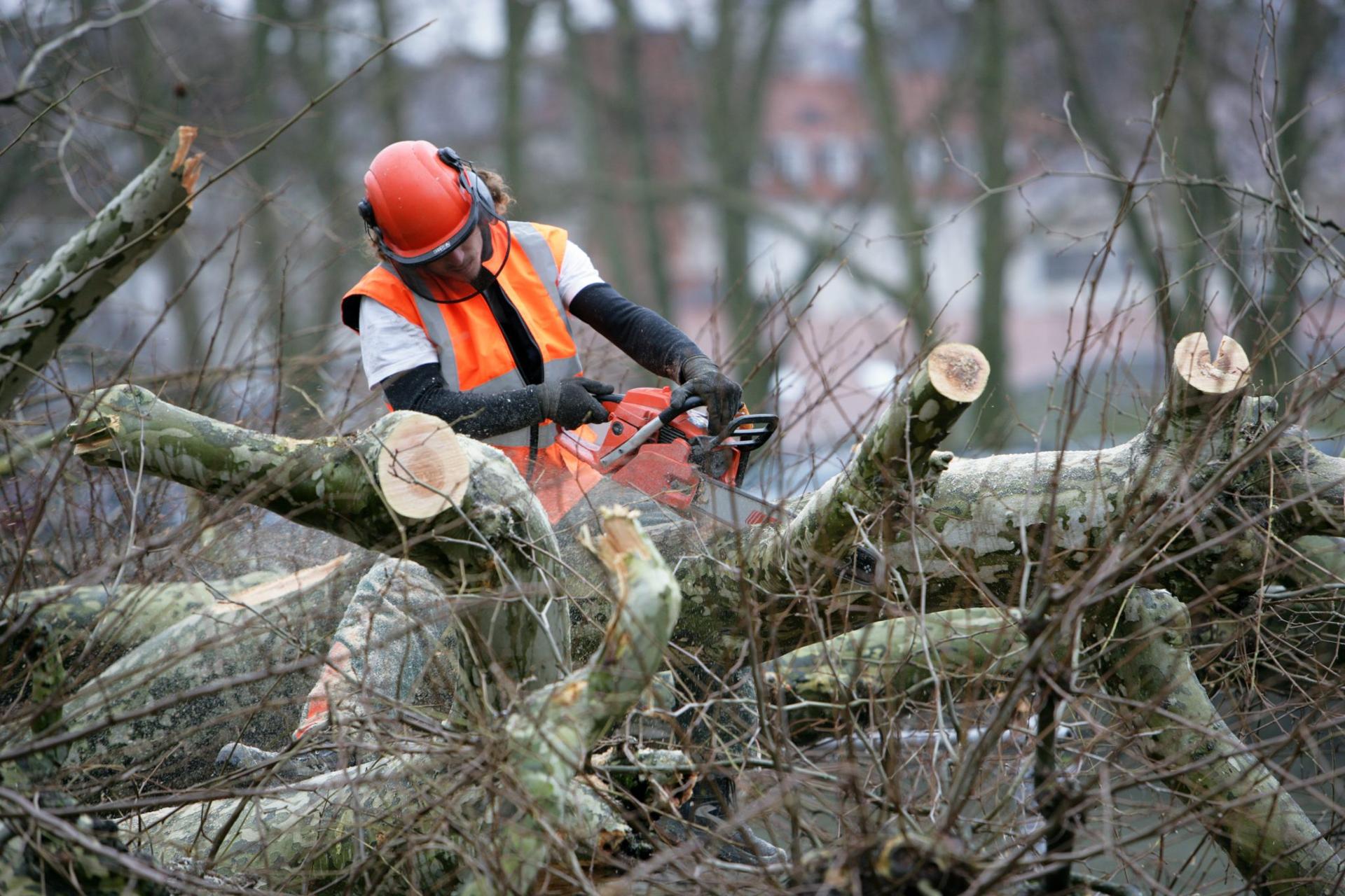 tree risk assessment