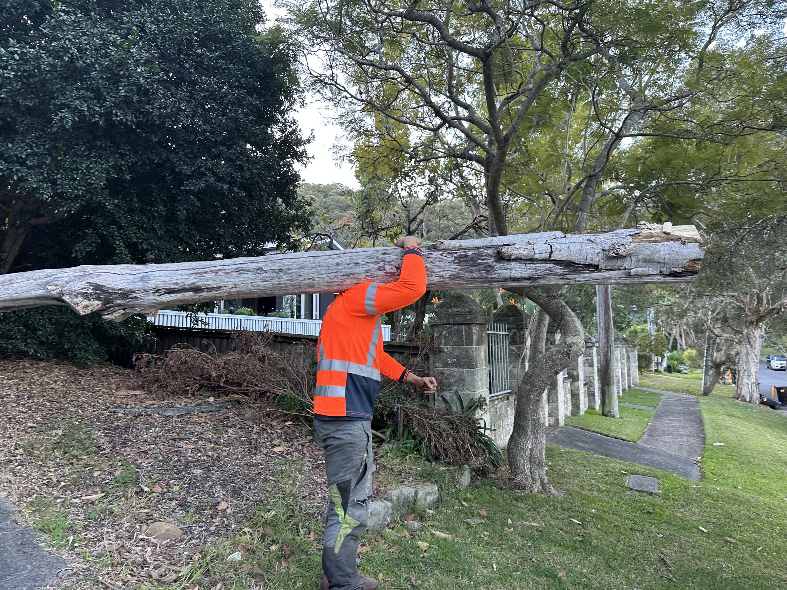 Tree Removal Hills District: A Local Guide from Castle Hill to Dural