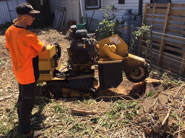 Sydney tree removal services