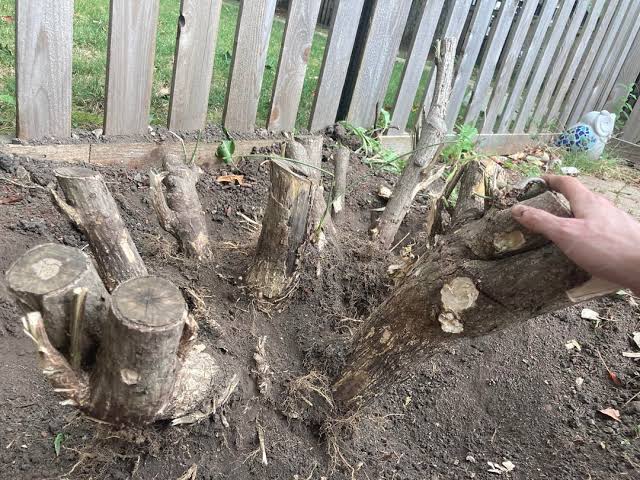 Tree Stump Removal: Every Method Compared, Honestly