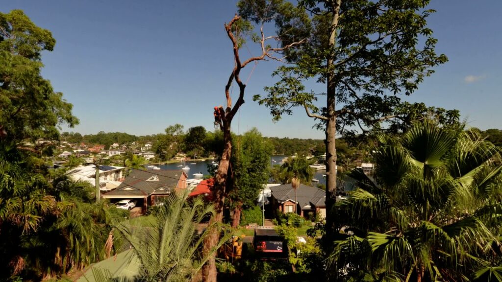 Sydney tree removal services